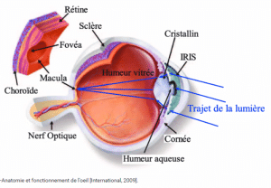 Vue de l'oeil en coupe 